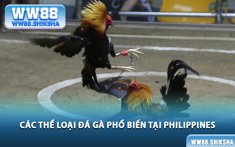 Các Thể Loại Đá Gà Phổ Biến Tại Philippines