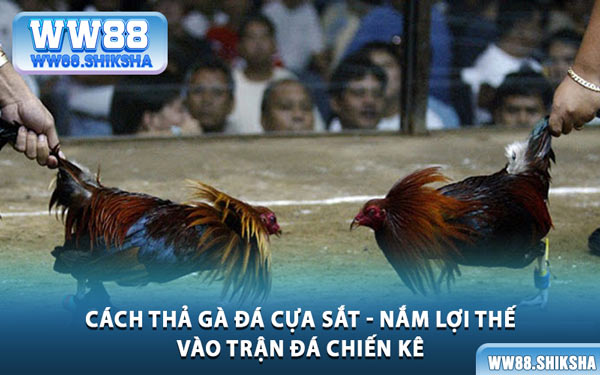 Cách Thả Gà Đá Cựa Sắt - Nắm Lợi Thế Vào Trận Đá Chiến Kê