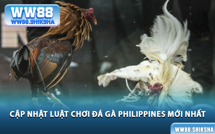 Cập Nhật Luật Chơi Đá Gà Philippines Mới Nhất