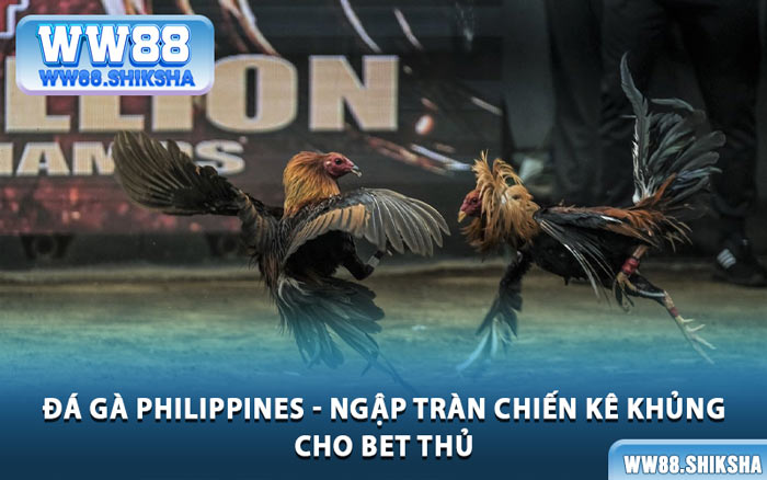 Đá Gà Philippines - Ngập Tràn Chiến Kê Khủng Cho Bet Thủ