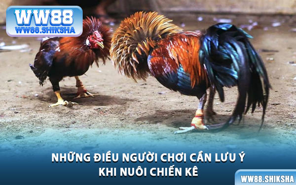 Những Điều Người Chơi Cần Lưu Ý Khi Nuôi Chiến Kê